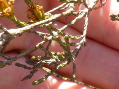 Marasmodes