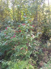 Viburnum opulus