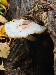 Ossicaulis lignatilis