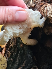 Ossicaulis lignatilis