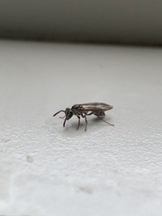 Polybia fastidiosuscula