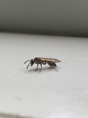 Polybia fastidiosuscula