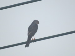 Accipiter badius