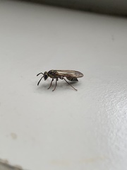 Polybia fastidiosuscula