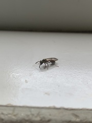 Polybia fastidiosuscula