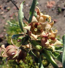 Pachycarpus dealbatus
