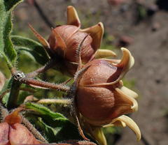 Pachycarpus dealbatus
