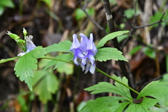 Aconitum axilliflorum