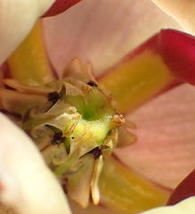 Pachycarpus dealbatus