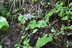 Aconitum axilliflorum