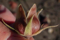 Pachycarpus dealbatus