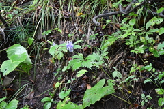 Aconitum axilliflorum
