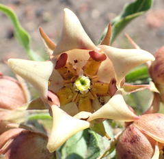 Pachycarpus dealbatus