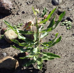 Pachycarpus dealbatus