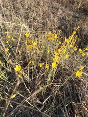 Narcissus cavanillesii