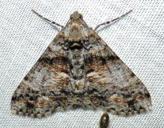 Gastrinodes argoplaca