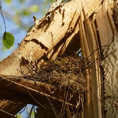 Turdus philomelos