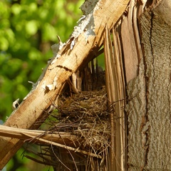 Turdus philomelos