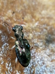 Asaphidion