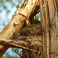 Turdus philomelos