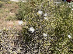 Mesembryanthemum brevicarpum
