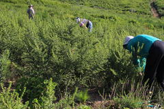 Aspalathus astroites