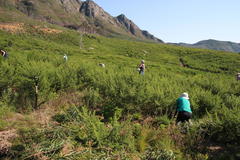 Aspalathus astroites