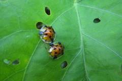 Aspidimorpha punctum