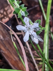 Orianthera serpyllifolia
