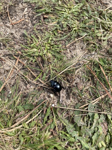 Springtime Dung Beetle, 't Frusselt, Vierhouten, Gelderland, NL, photo 7 of 10