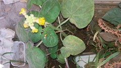 Ibicella lutea