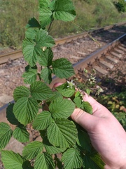 Rubus × idaeoides