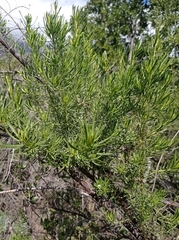 Baccharis linearis