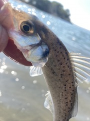 Dicentrarchus labrax