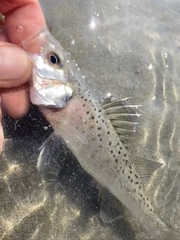 Dicentrarchus labrax