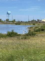 Haematopus palliatus