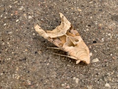 Phlogophora meticulosa