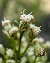 Baccharis sarothroides × pilularis