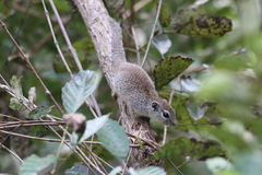 Heliosciurus gambianus