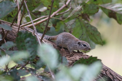 Heliosciurus gambianus