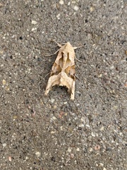 Phlogophora meticulosa