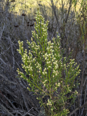 Baccharis sarothroides × pilularis