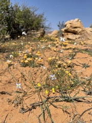 Heliophila lactea