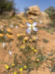 Heliophila lactea