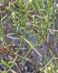 Baccharis sarothroides × pilularis