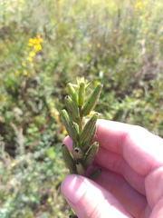 Oenothera rubricaulis