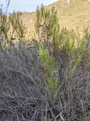 Baccharis sarothroides × pilularis