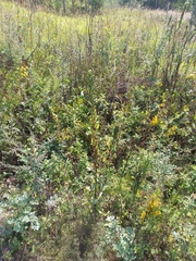 Oenothera rubricaulis