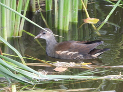 Gallinula chloropus