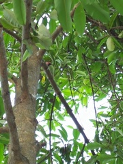 Psittacula longicauda